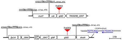 More Than Gliding: Involvement of GldD and GldG in the Virulence of Flavobacterium psychrophilum